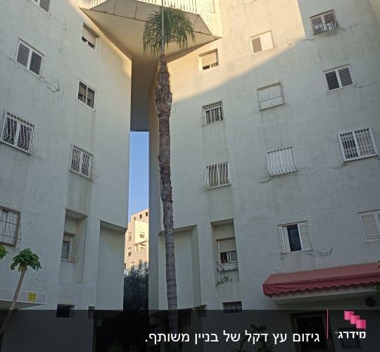 עץ דקל גבוה בין בניינים, ללא פעולת גיזום נראית